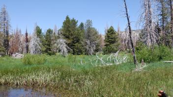 Kirkwood Meadow