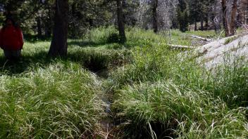 Kirkwood Meadow