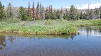 Kirkwood Meadow