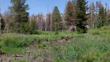 Kirkwood Meadow