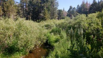 Martin Meadow