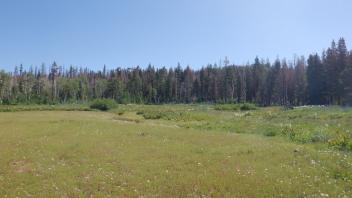 Martin Meadow