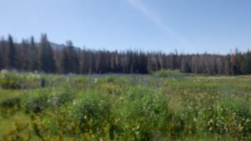 Martin Meadow