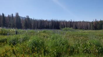 Martin Meadow