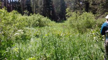 Martin Meadow