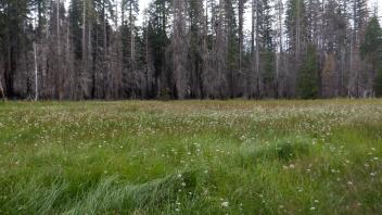 Government Meadow