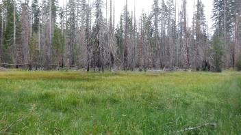 Government Meadow