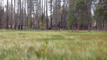 Government Meadow