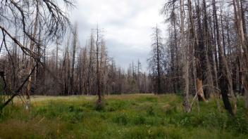 Silver Fork Meadow