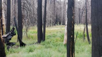 Silver Fork Meadow
