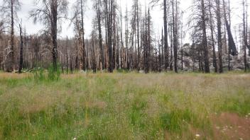 Silver Fork Meadow