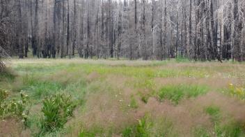 Silver Fork Meadow