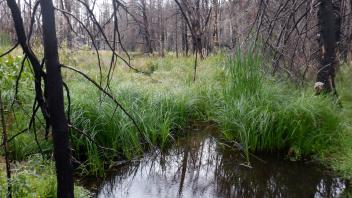 Silver Fork Meadow