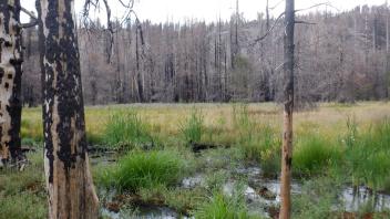Silver Fork Meadow