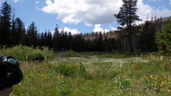 Upper Forni 2