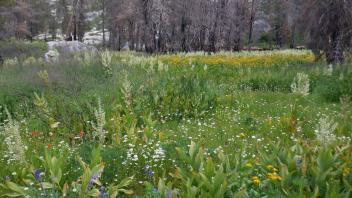 Upper Forni 2