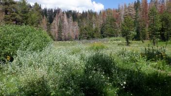 Upper Forni 2