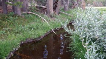 Upper Forni 2