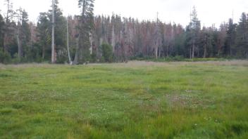 Upper Forni 1
