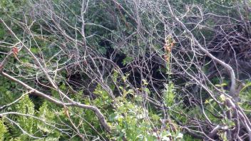 Upper Forni 3