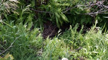 Upper Forni 3
