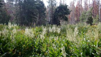Upper Forni 3