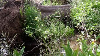 Upper Forni 3