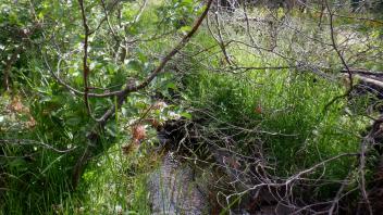 Upper Forni 3
