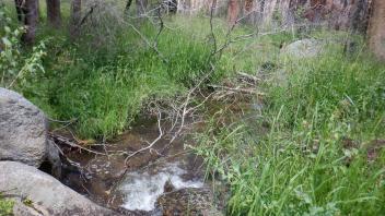 Huckleberry Flat