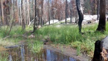 Huckleberry Flat