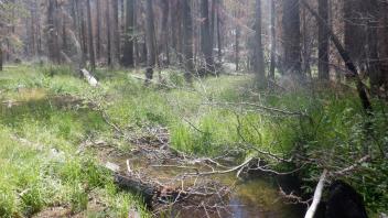 Huckleberry Flat
