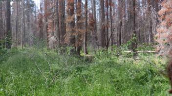 Huckleberry Flat