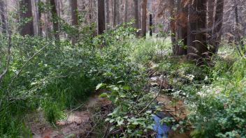 Huckleberry Flat