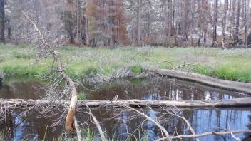 Huckleberry Flat