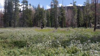 Huckleberry Flat