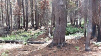 Huckleberry Flat