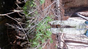 Huckleberry Flat