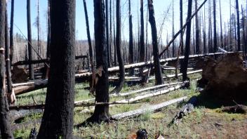 Shaw Flat