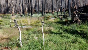 Shaw Flat