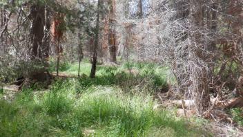 Kirkwood Lake