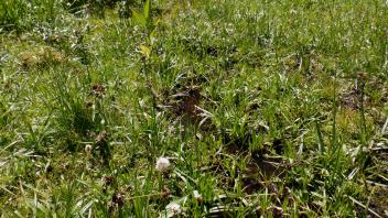 Pacific Crest Meadow