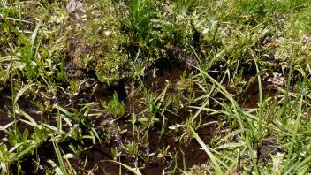 Pacific Crest Meadow