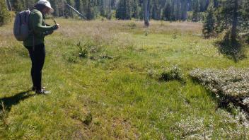 Pacific Crest Meadow
