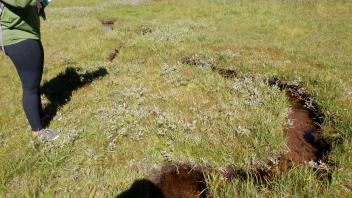 Pacific Crest Meadow