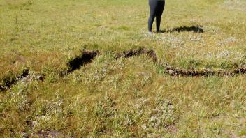 Pacific Crest Meadow