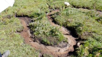 Pacific Crest Meadow