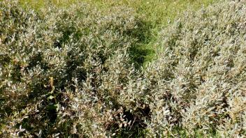 Pacific Crest Meadow