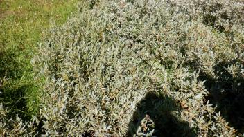 Pacific Crest Meadow