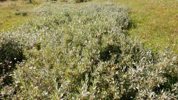 Pacific Crest Meadow