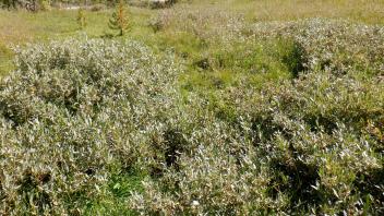 Pacific Crest Meadow